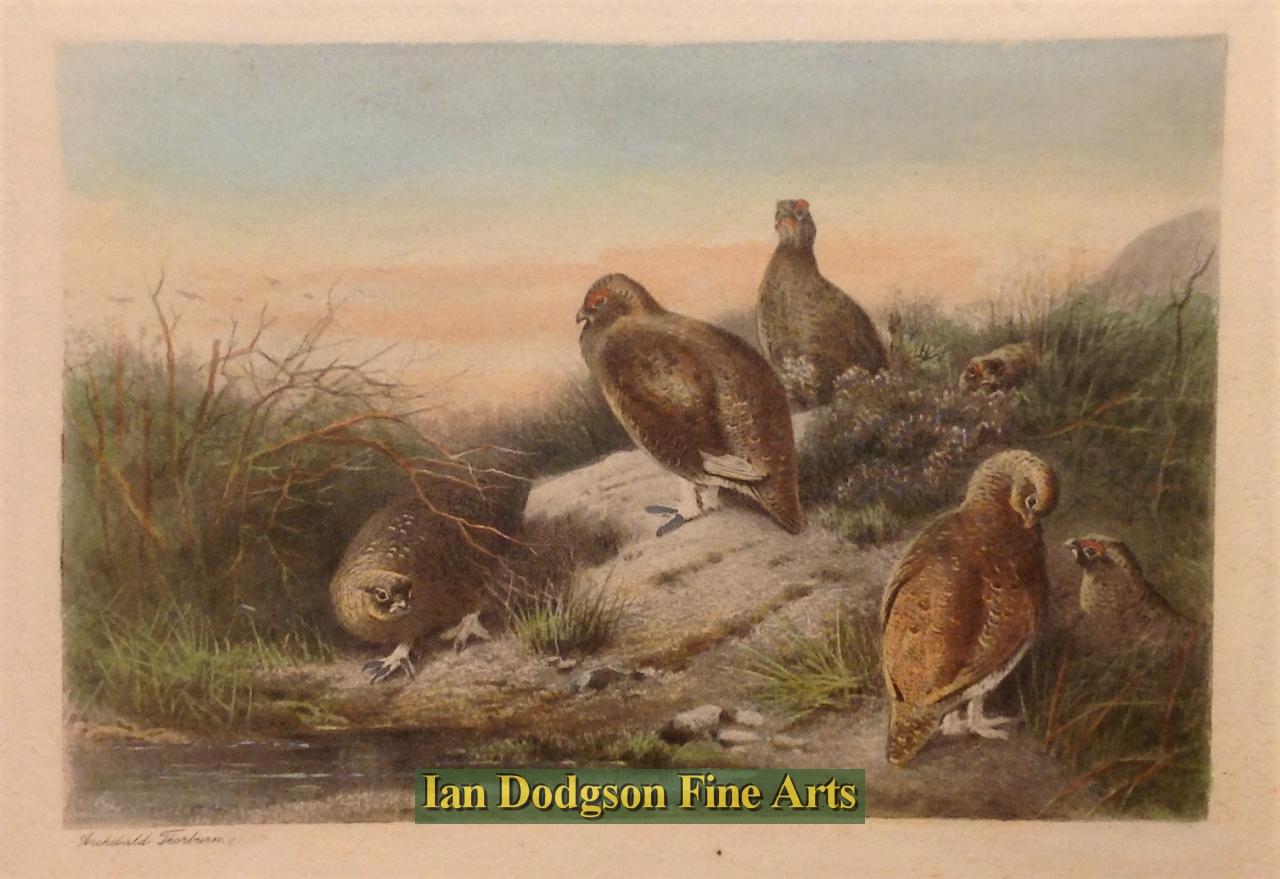 Red Grouse by Archibald Thorburn