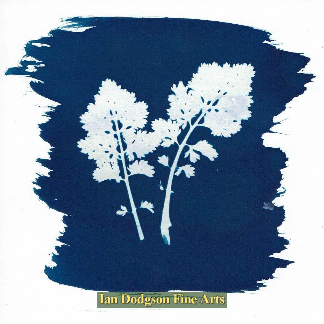 woodland plants by Gill Hughes
